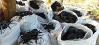 Charcoal for Outdoor Cooking